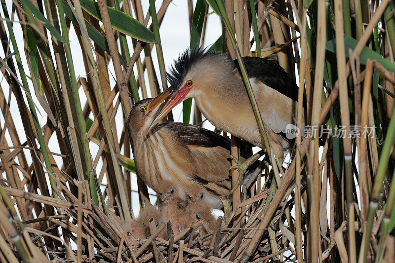 巢中的小麻鳽(Ixobrychus minutus)